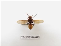 藏品(黃腰虎頭蜂)的圖片